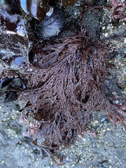 Cryptosiphonia woodii