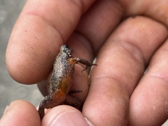 Eleutherodactylus pentasyringos