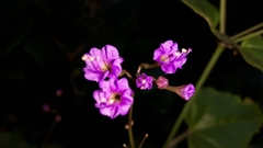 Commicarpus pentandrus