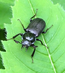 Platycerus depressus