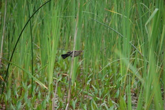 Agelaius phoeniceus caurinus