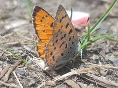 Lycaena cupreus