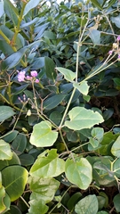 Commicarpus pentandrus