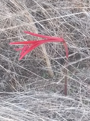 Sprekelia