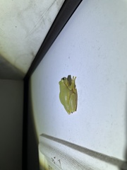 Hyla squirella