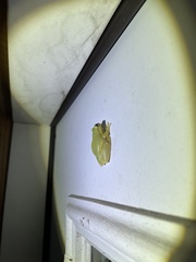 Hyla squirella