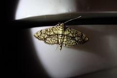 Haritalodes