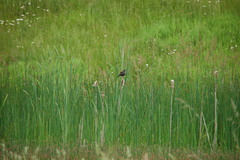 Agelaius phoeniceus caurinus