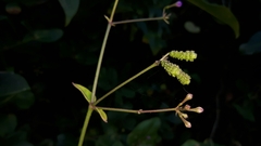 Commicarpus pentandrus