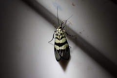 Heortia
