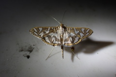 Nausinoe
