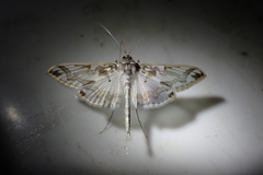 Polythlipta
