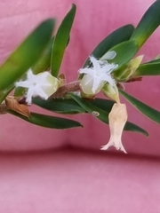 Styphelia margarodes