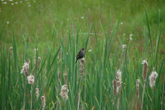 Agelaius phoeniceus caurinus