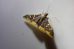 Prophantis adusta
