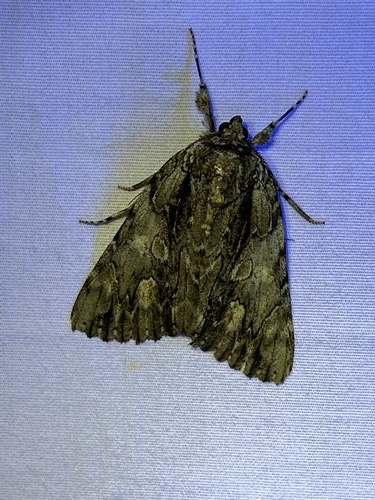 Scarlet Underwing photo 4