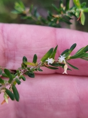 Styphelia margarodes