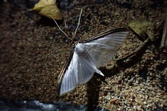 Cydalima laticostalis