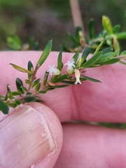 Styphelia margarodes