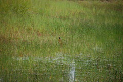 Turdus migratorius propinquus
