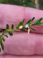 Styphelia margarodes