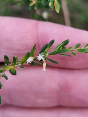 Styphelia margarodes