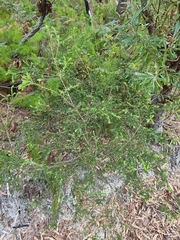 Styphelia margarodes