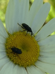 Odontocorynus salebrosus