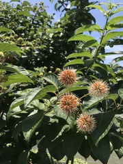 Cephalanthus tetrandra
