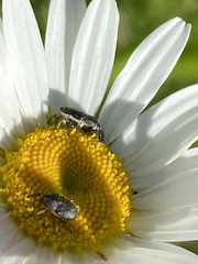 Odontocorynus salebrosus