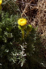 Senecio jarae