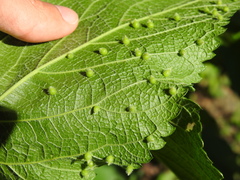 Celticecis acuminata