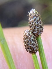 Eleocharis melanocarpa