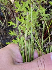 Eleocharis melanocarpa