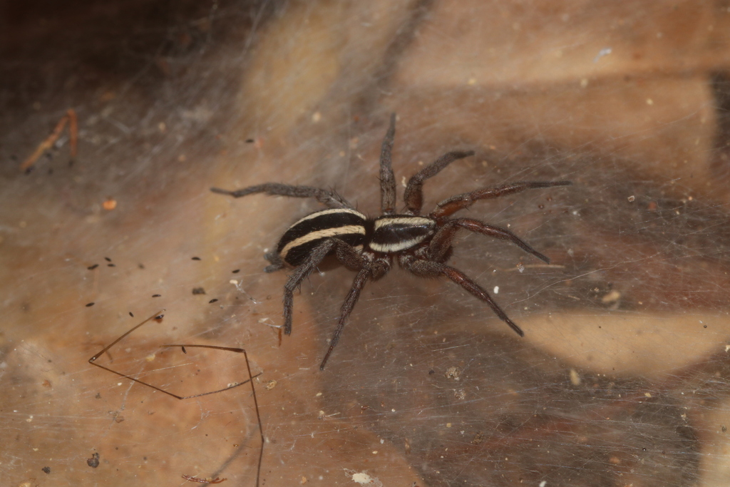 ground spiders