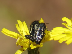 Acmaeodera connexa