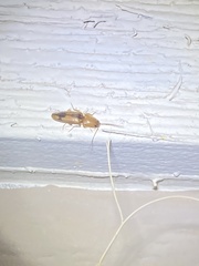 Conoderus vespertinus