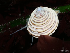 Calliostoma canaliculatum