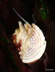 Calliostoma canaliculatum