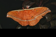 Antheraea assamensis