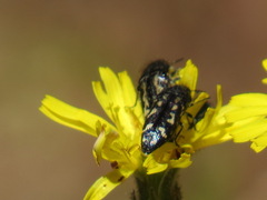 Acmaeodera connexa