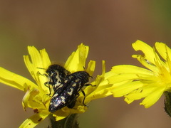 Acmaeodera connexa