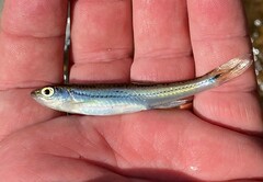 Notropis leuciodus