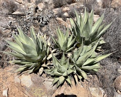 Agave deserti