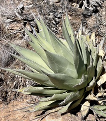Agave deserti