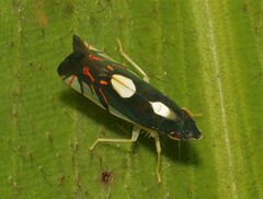 Diedrocephala variegata