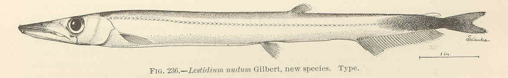 Naked Barracudina