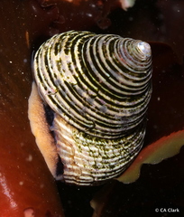 Calliostoma ligatum