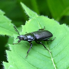 Platycerus depressus