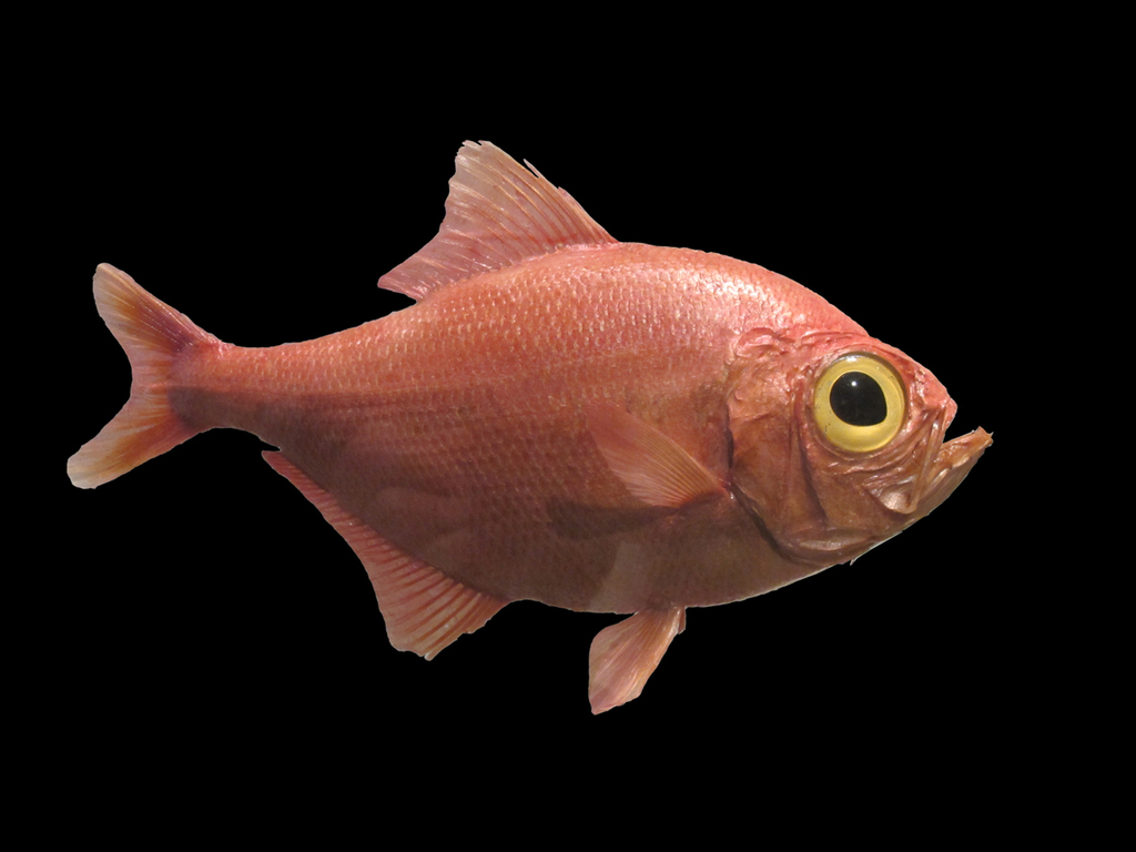 Alfonsino